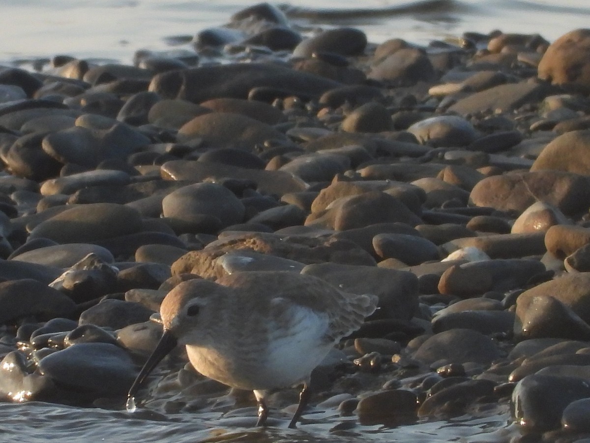Побережник чорногрудий - ML646964953