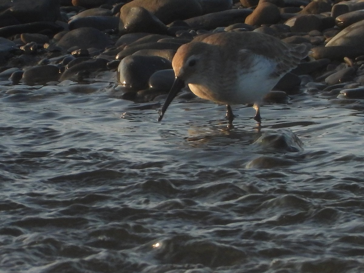 Побережник чорногрудий - ML646964954