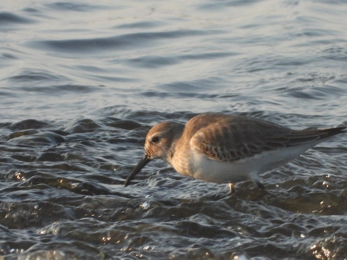 Побережник чорногрудий - ML646964955