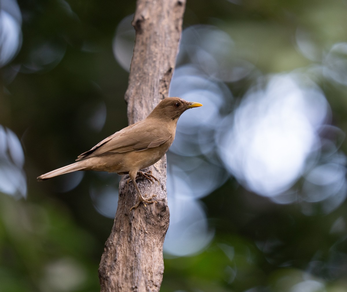 drozd hnědý - ML646964957