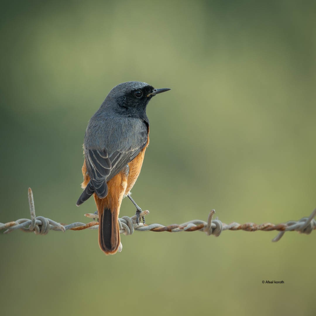 rehek domácí - ML646964959