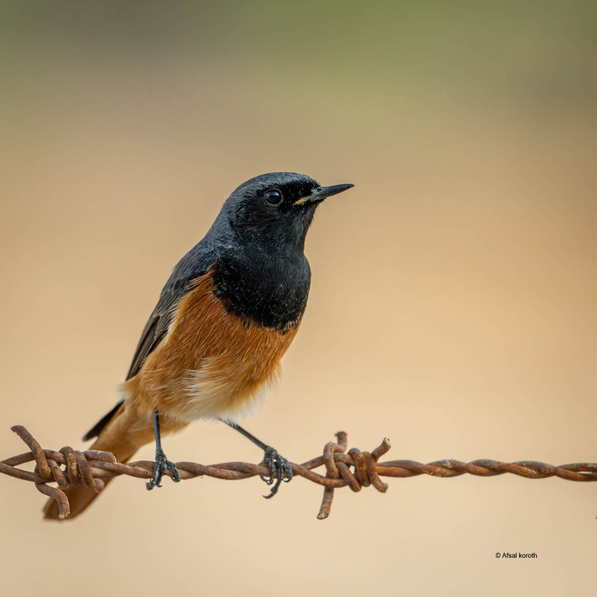 rehek domácí - ML646964960