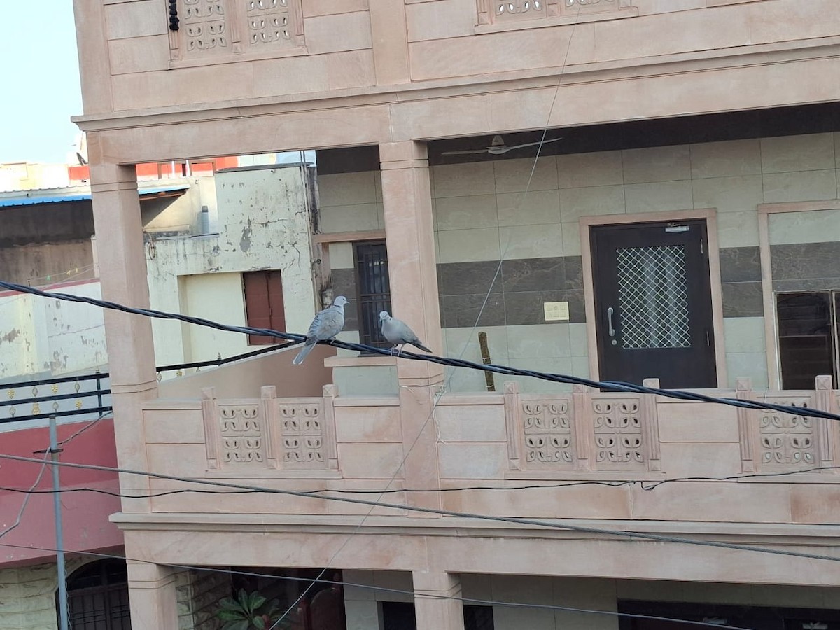 hrdlička zahradní - ML646964962