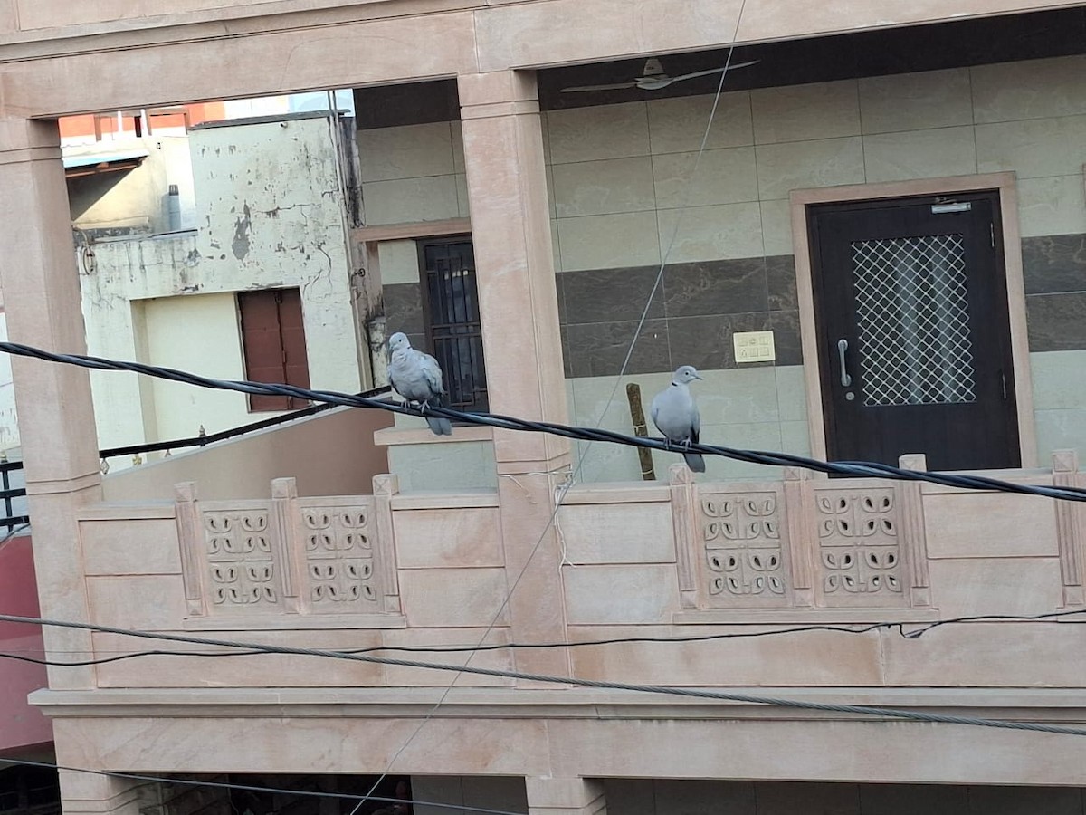 hrdlička zahradní - ML646964963