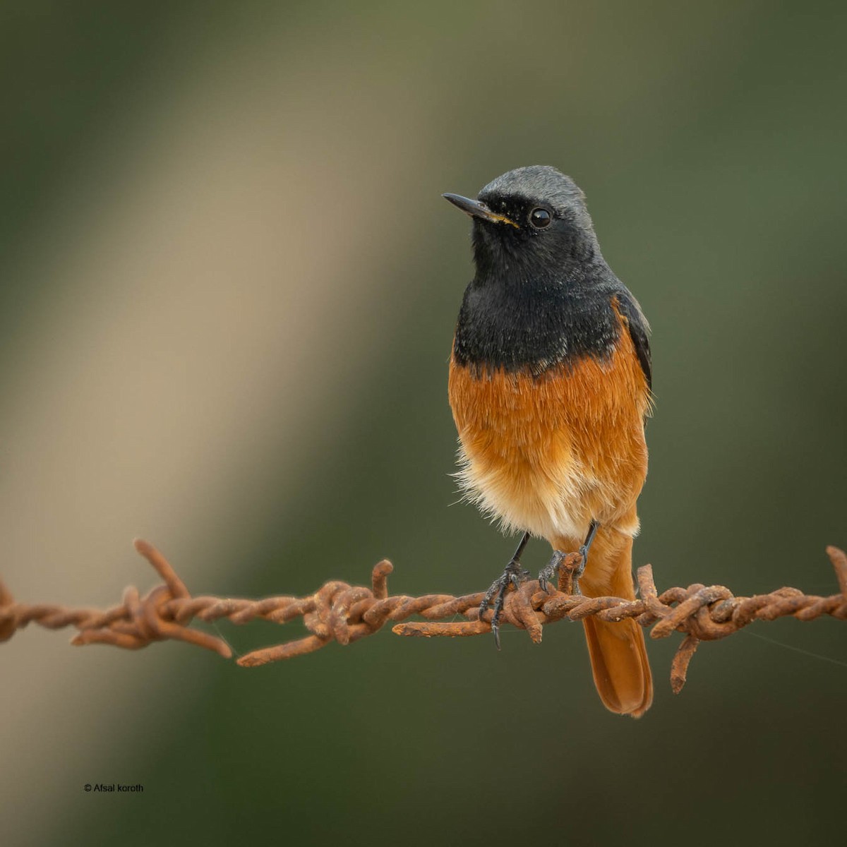 rehek domácí - ML646964964