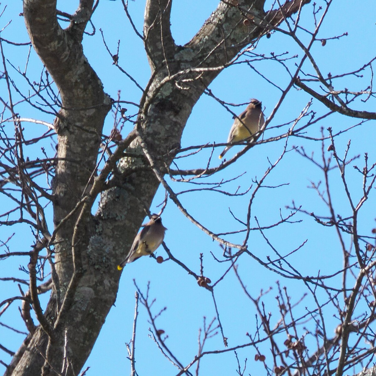 Cedar Waxwing - ML646964965