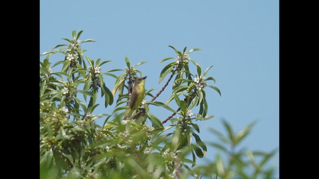 Дорадито цитриновий - ML646964966