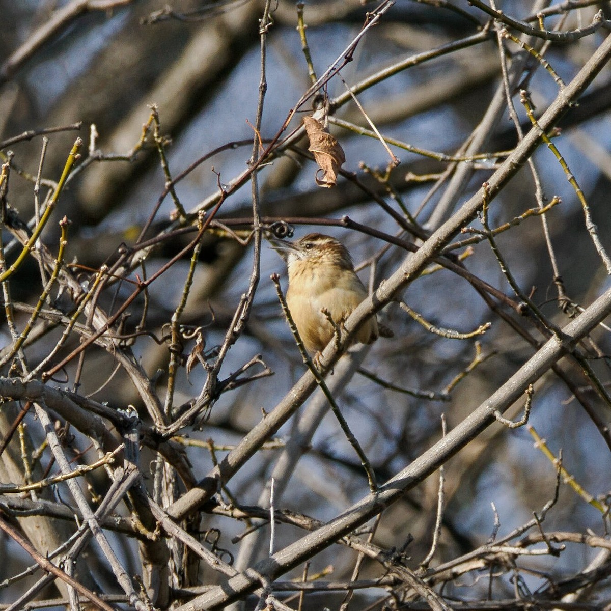 Carolina Wren - ML646964968