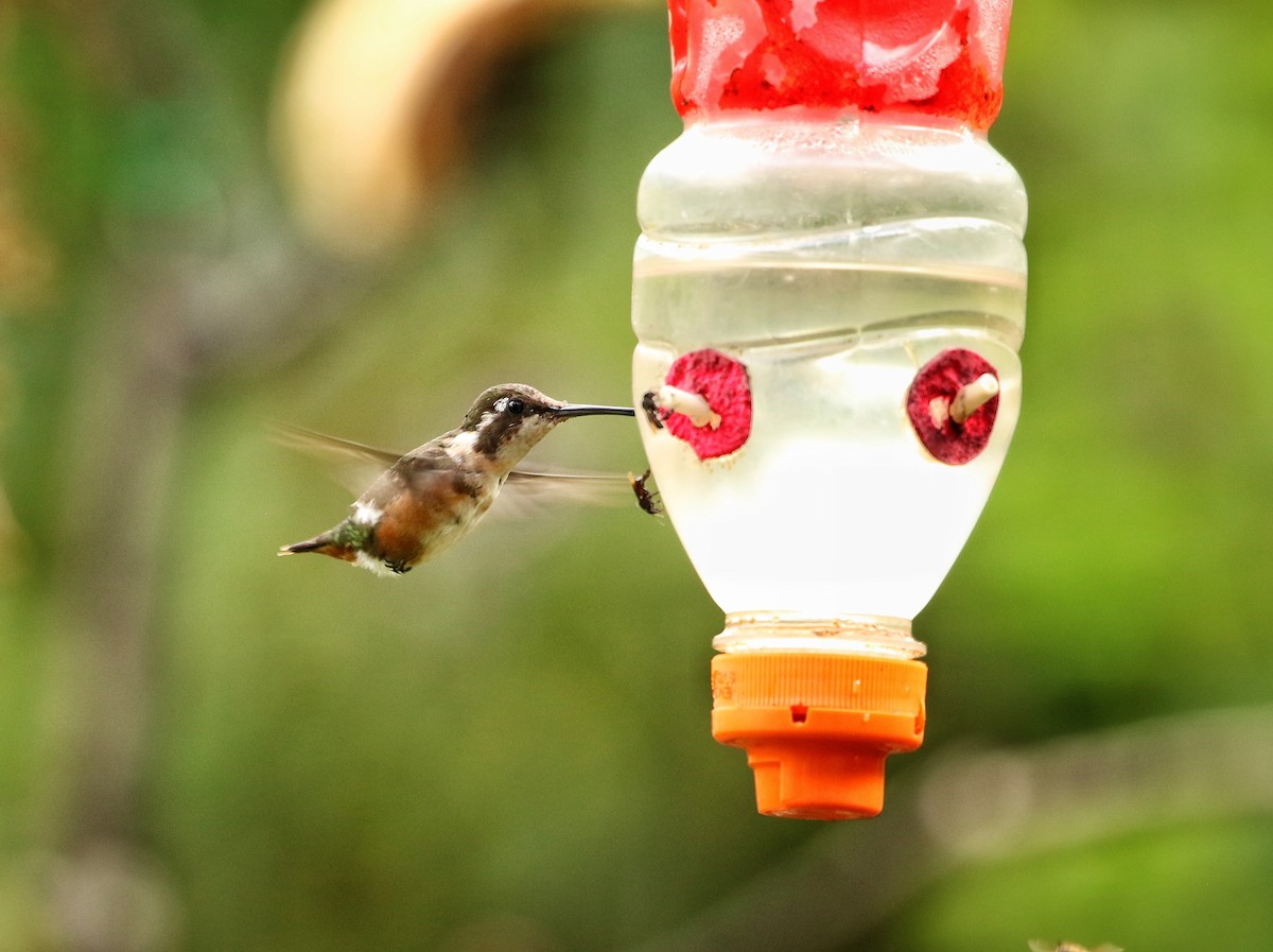 kalypta ostroocasá - ML646964970