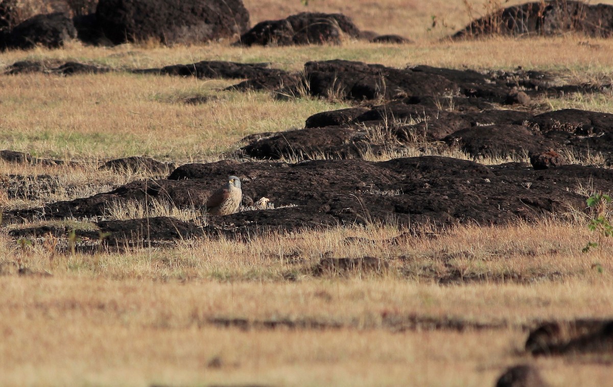 Eurasian Kestrel - ML646964971