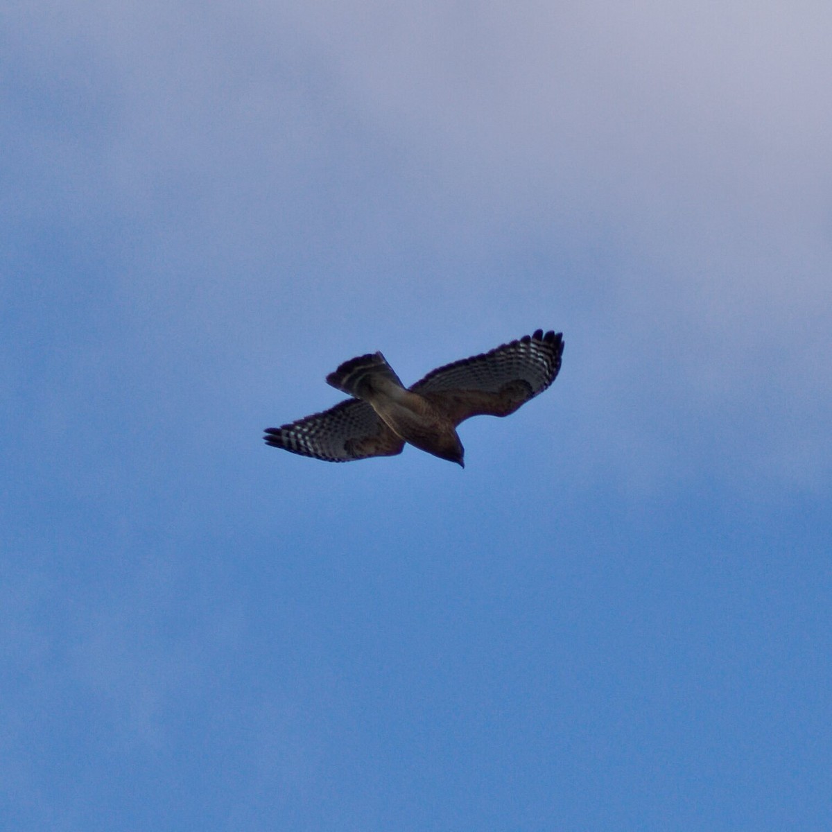 Red-shouldered Hawk - ML646964972