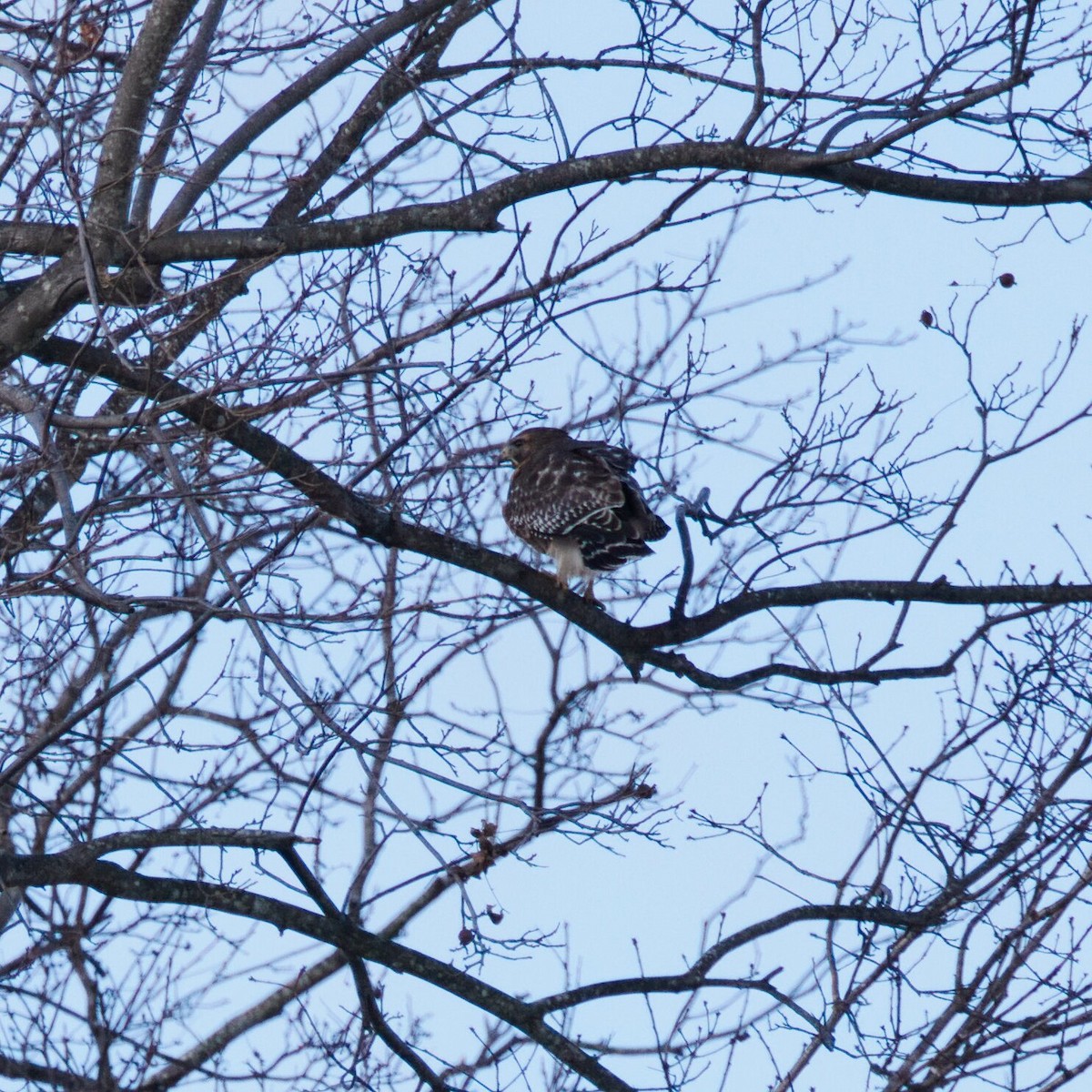 Red-shouldered Hawk - ML646964973