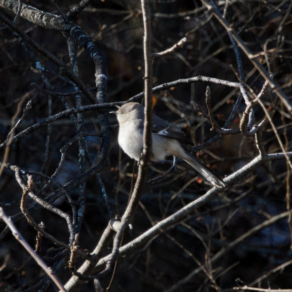 Northern Mockingbird - ML646964978
