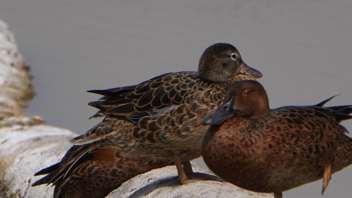 čírka skořicová - ML646964981