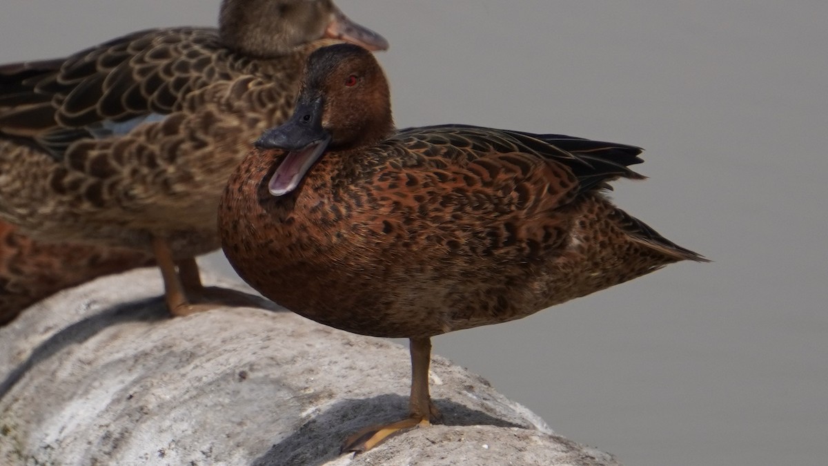 čírka skořicová - ML646964982