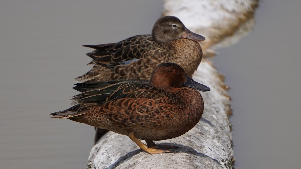 čírka skořicová - ML646964983