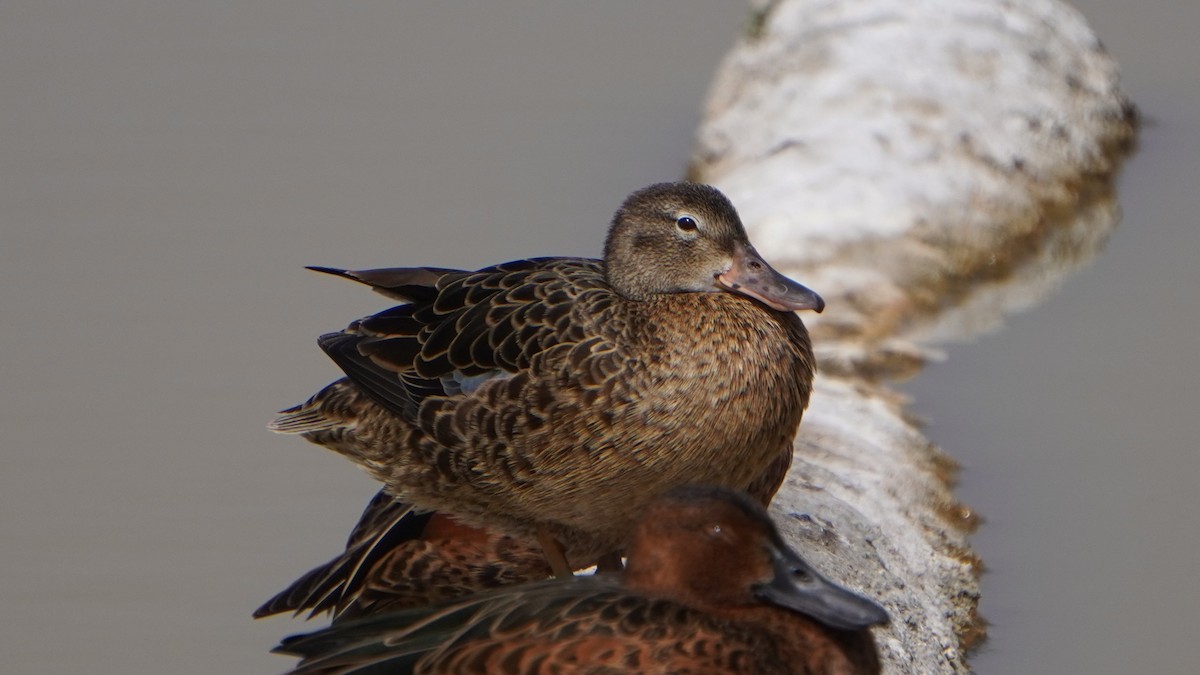 čírka skořicová - ML646964984