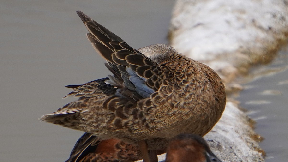 čírka skořicová - ML646964985