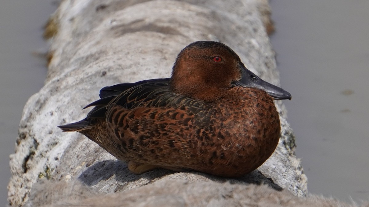 čírka skořicová - ML646964986