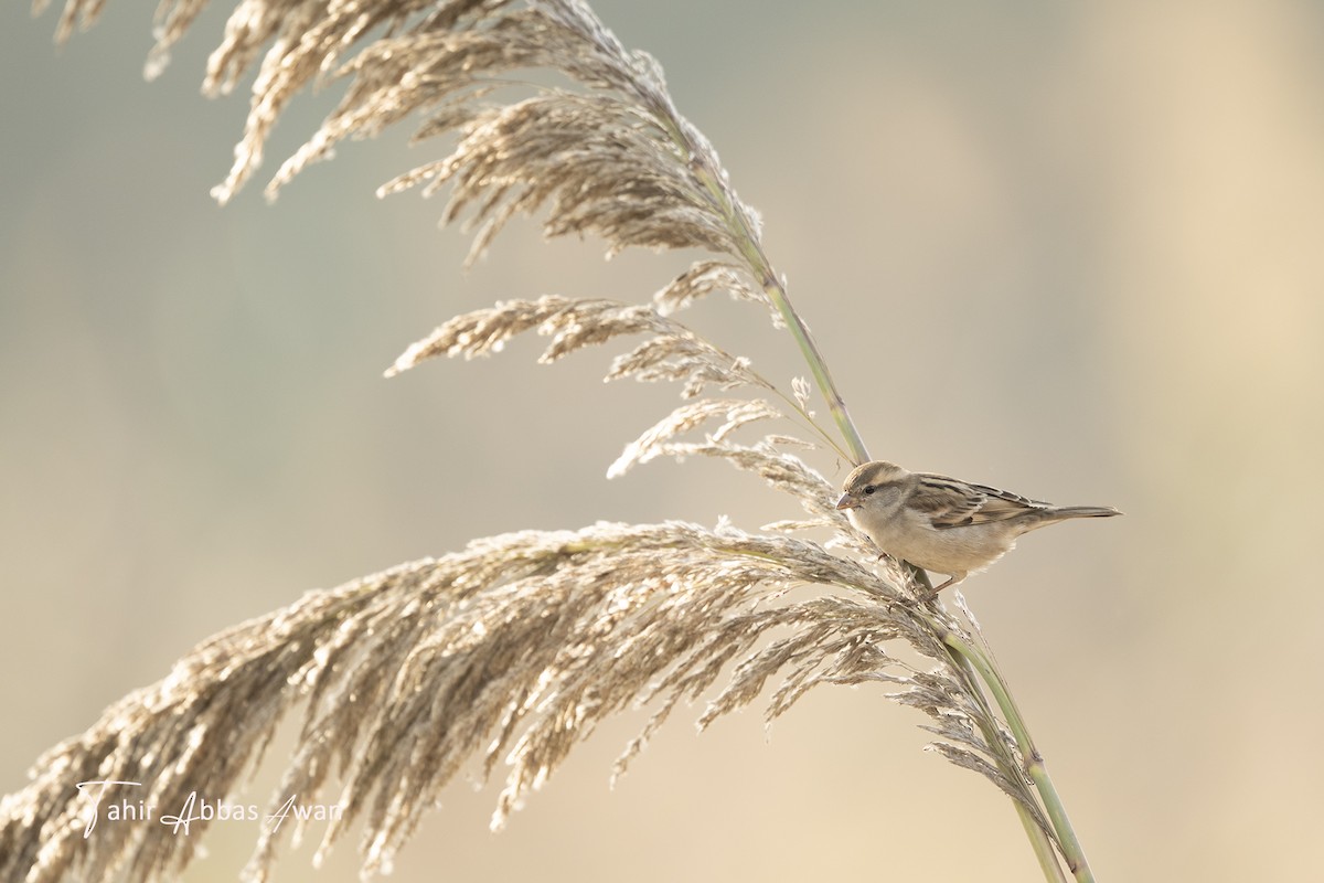 vrabec pákistánský - ML646964987