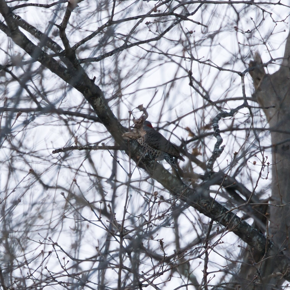 Northern Flicker - ML646964988