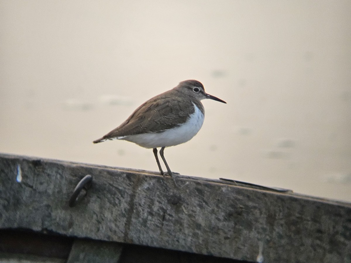 Перевозчик - ML646964989