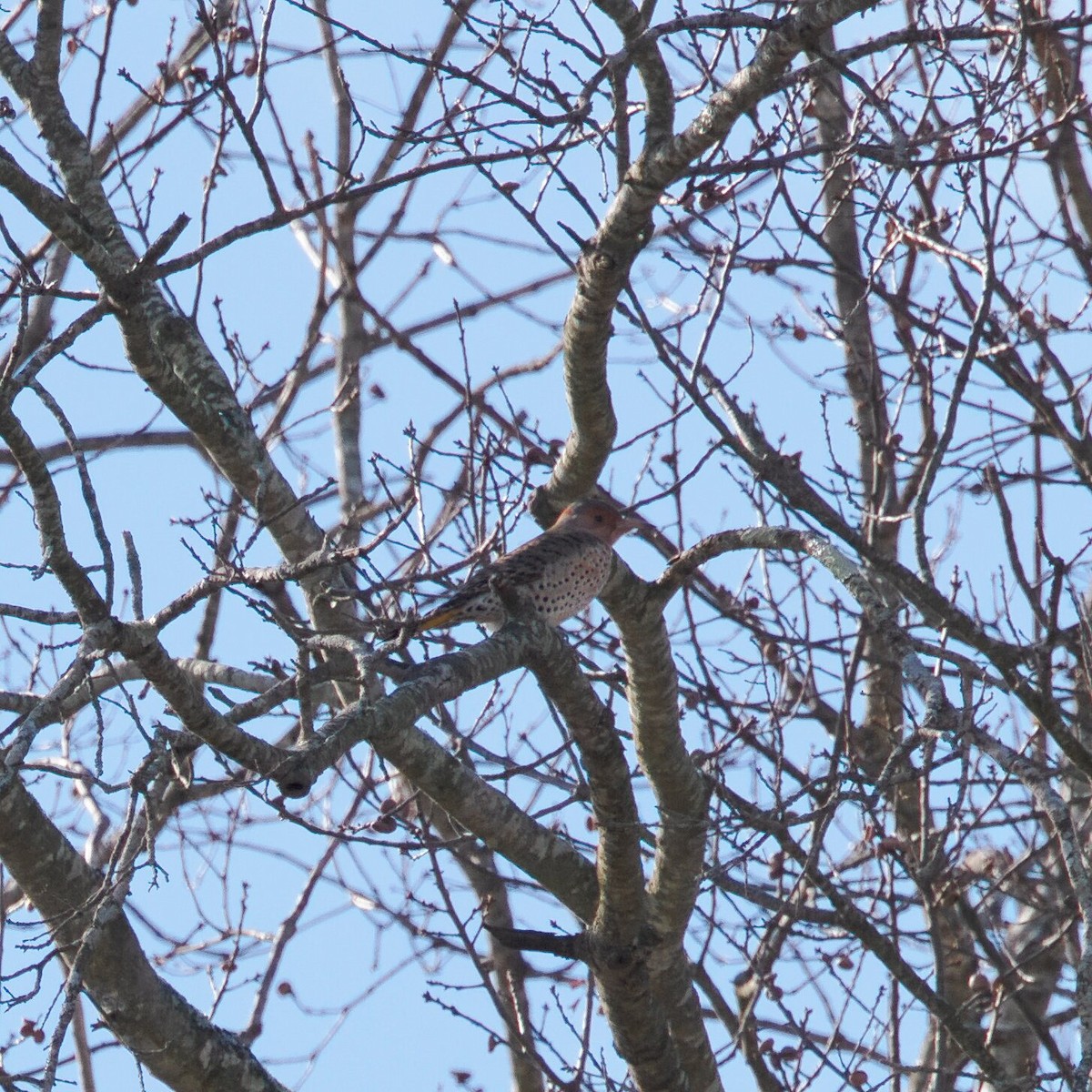 Northern Flicker - ML646964990