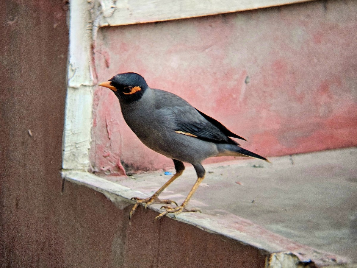 Bank Myna - ML646964993