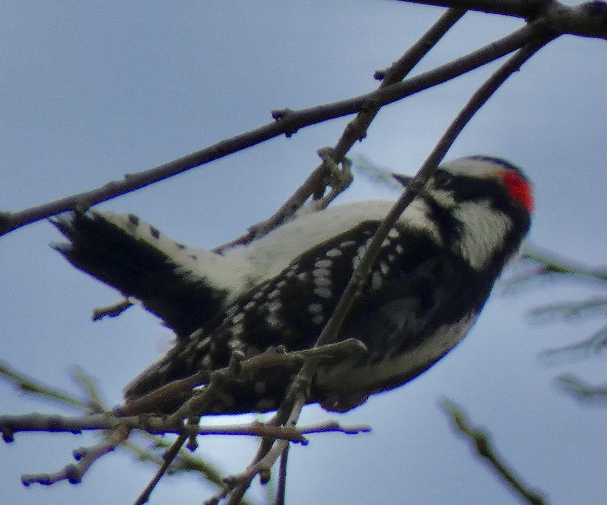 Downy Woodpecker - ML646964994