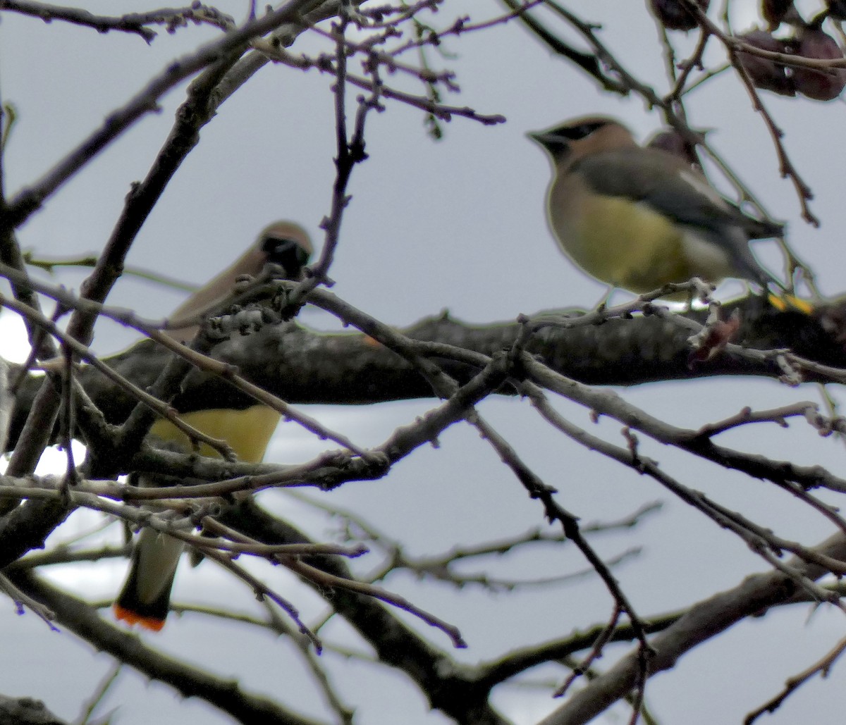 Cedar Waxwing - ML646964999