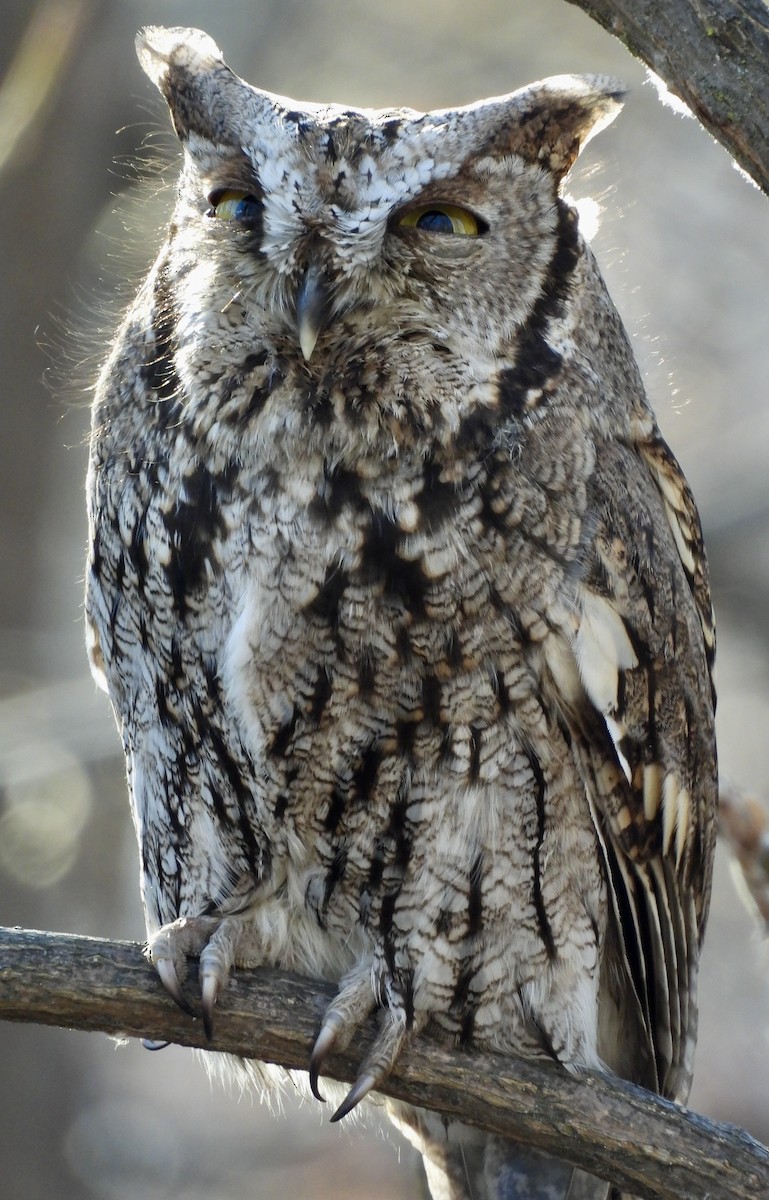 Westkreischeule - ML646965001