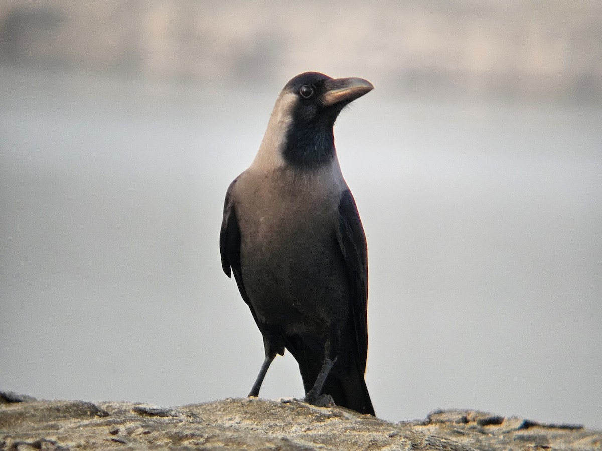 Домовая ворона - ML646965010