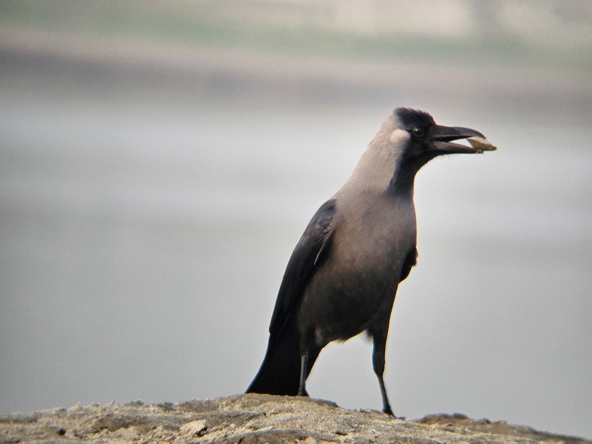 Домовая ворона - ML646965011