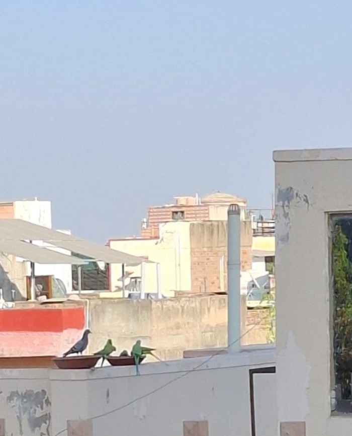 Rose-ringed Parakeet - ML646965013