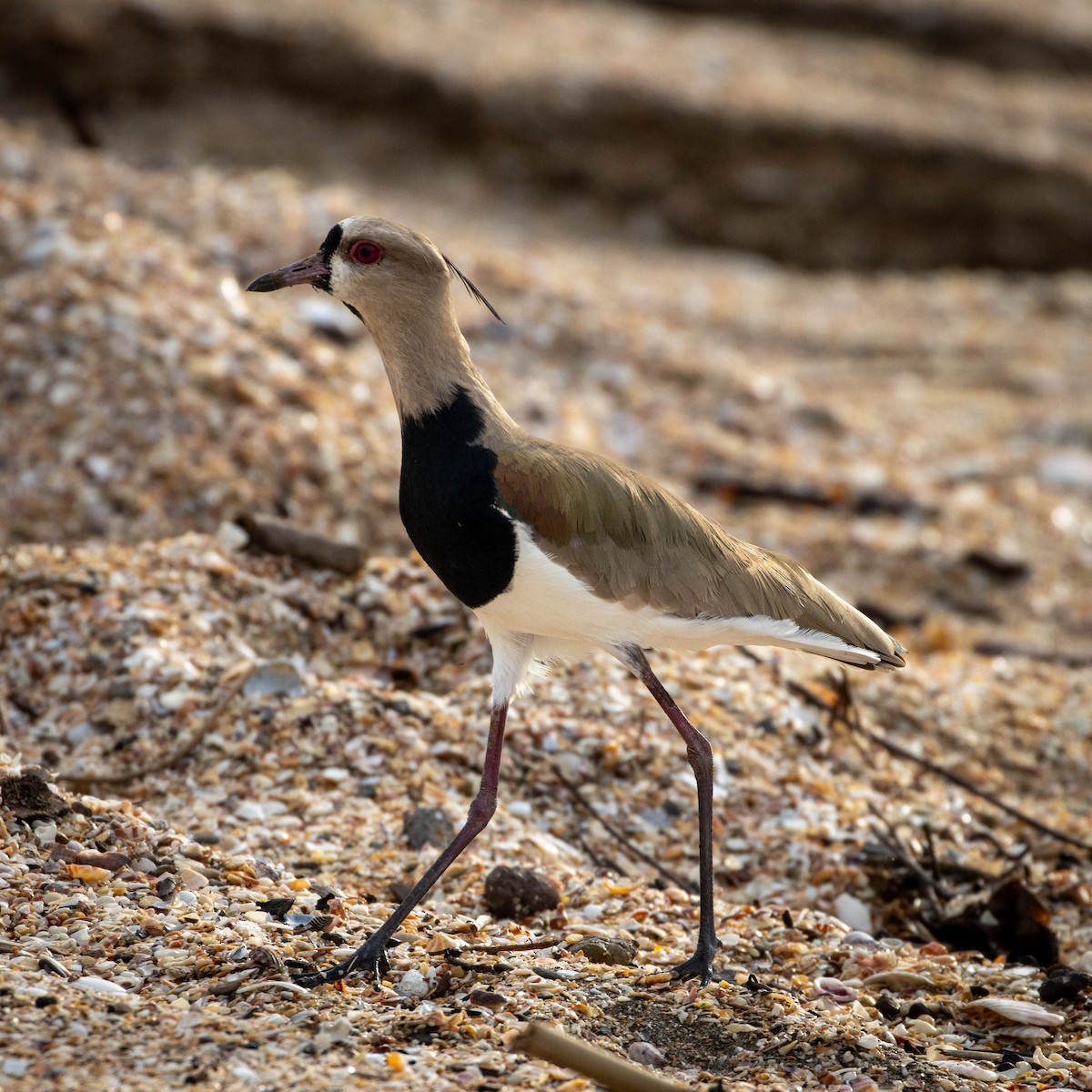 Southern Lapwing - ML646965014