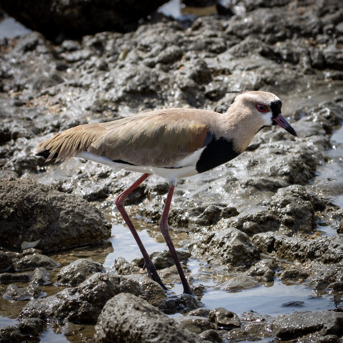 Southern Lapwing - ML646965015