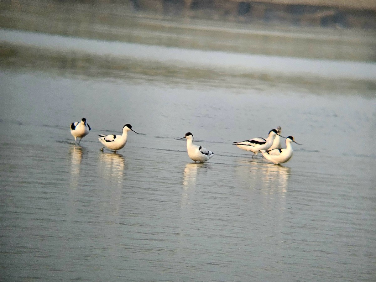 Шилоклювка - ML646965018