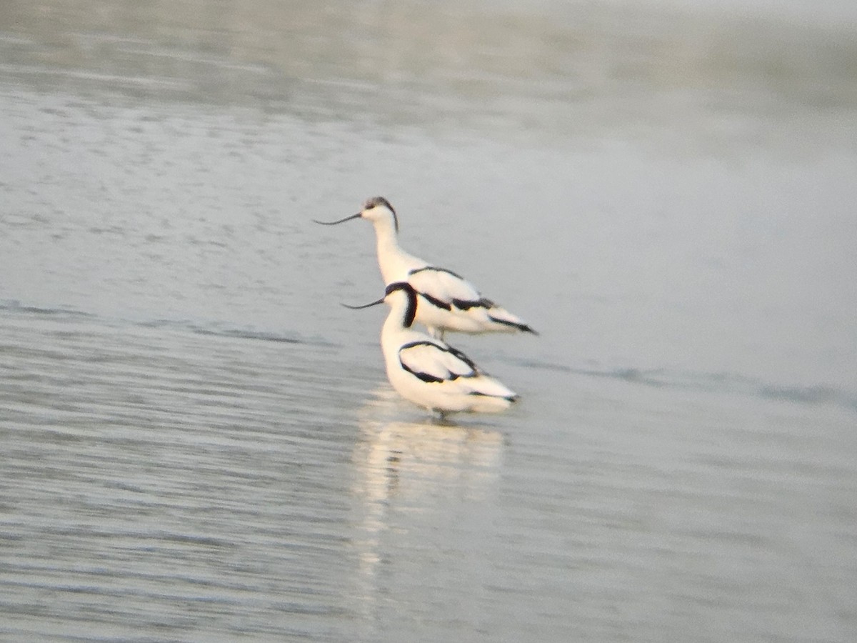 Шилоклювка - ML646965019