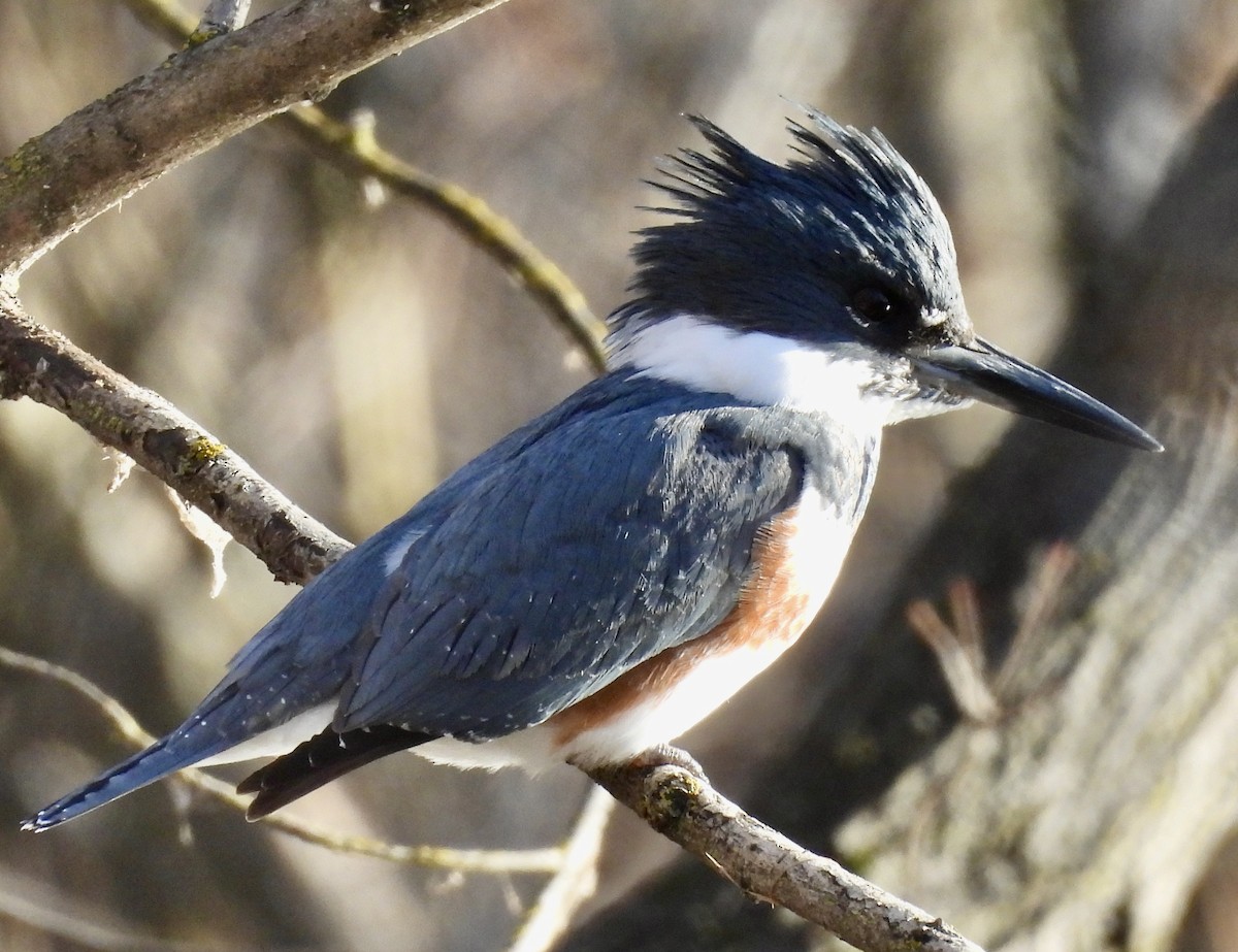 Gürtelfischer - ML646965020