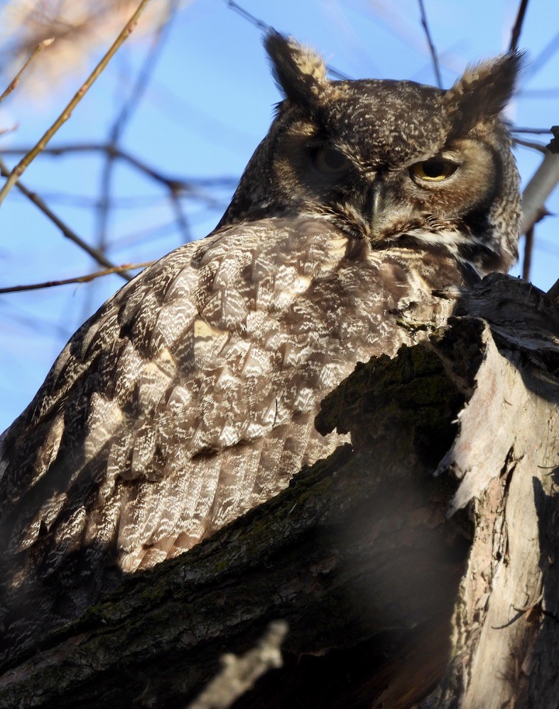 Virginiauhu - ML646965029