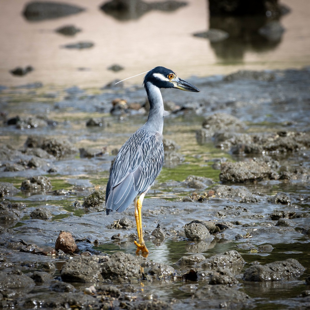 Yellow-crowned Night Heron - ML646965030