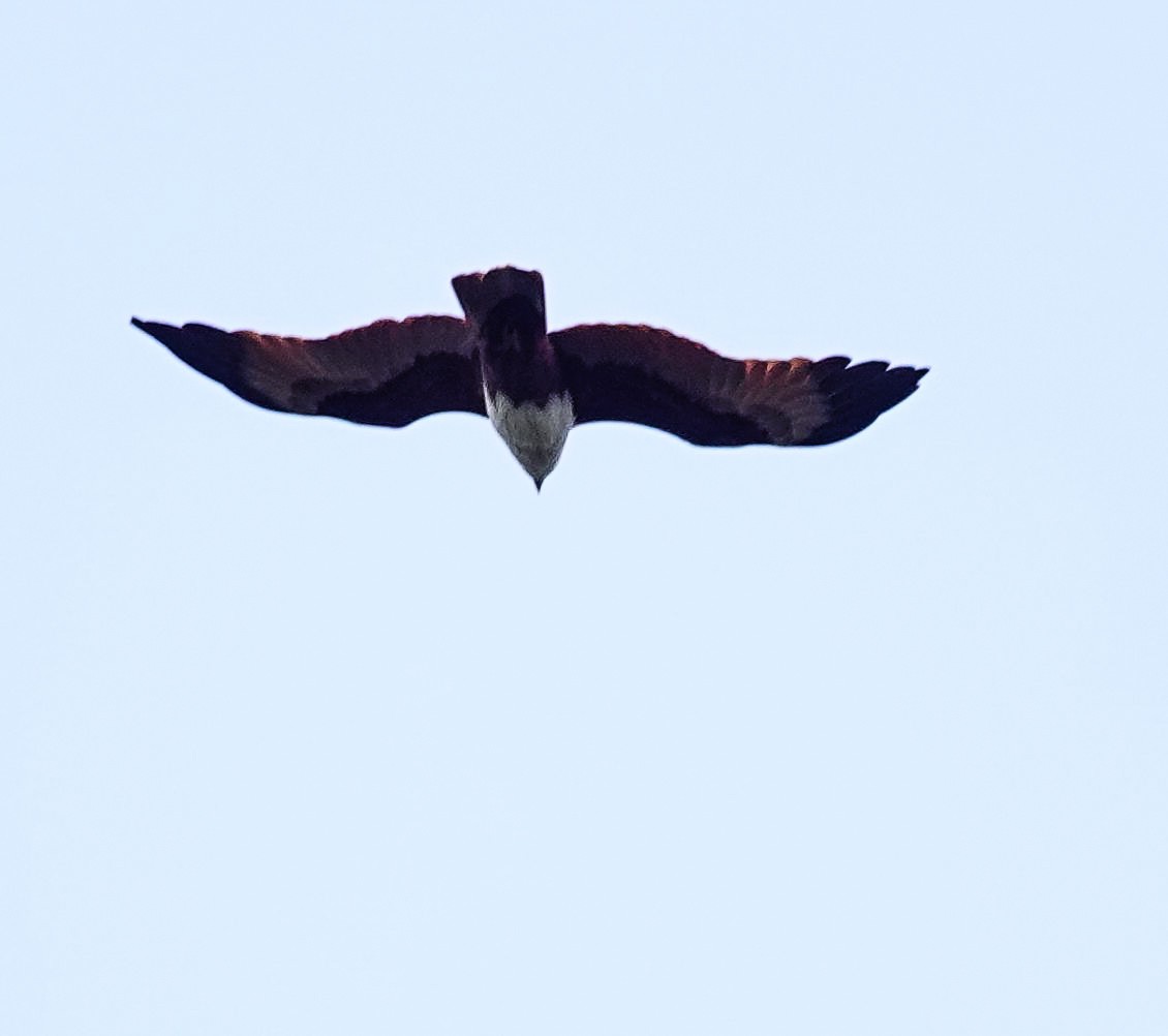 Milano Brahmán - ML646965033