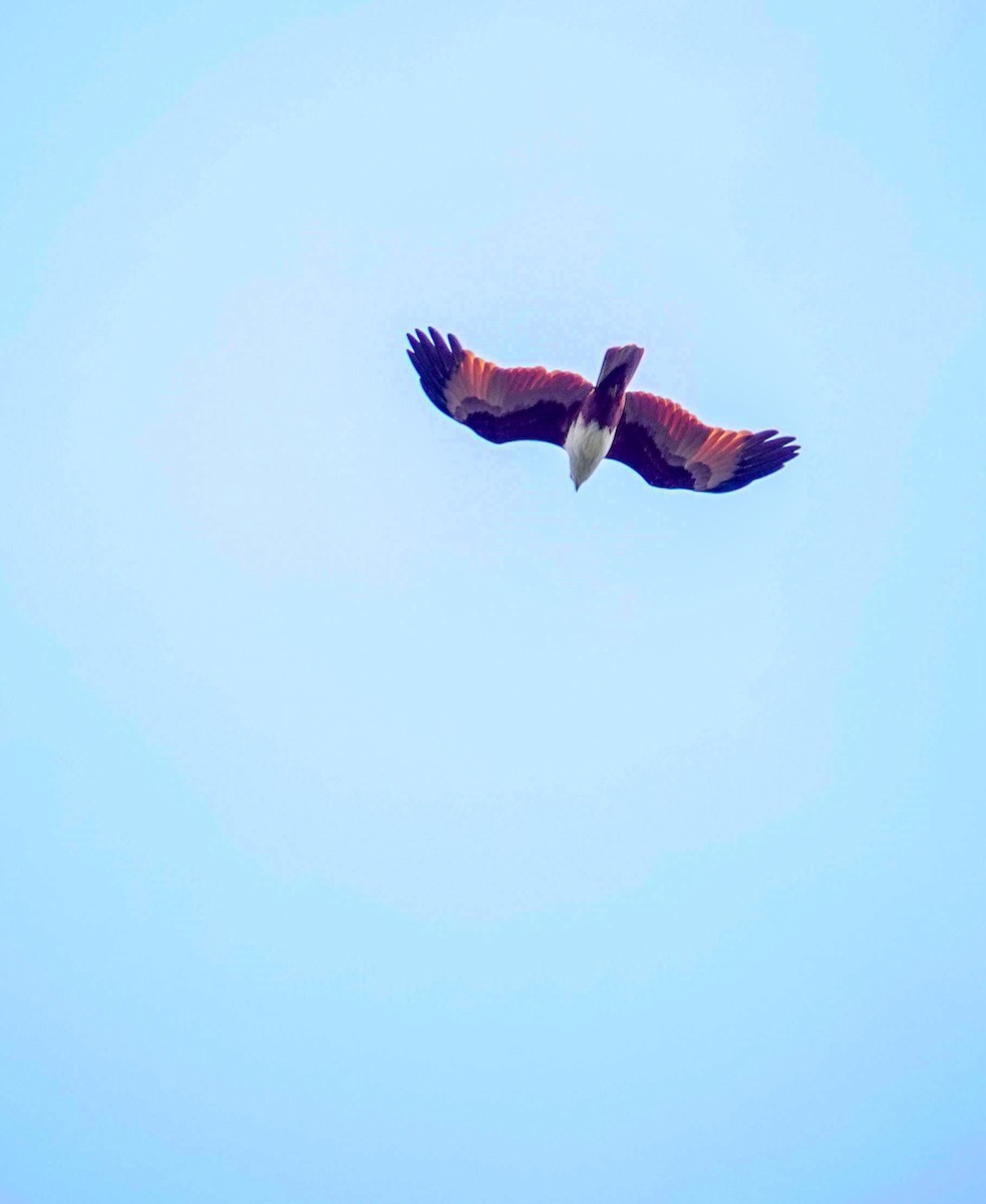 braminglente - ML646965034