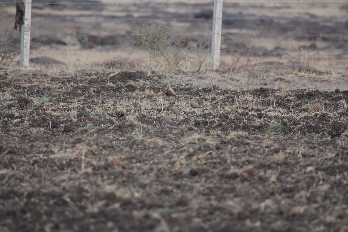 Indian Courser - ML646965037