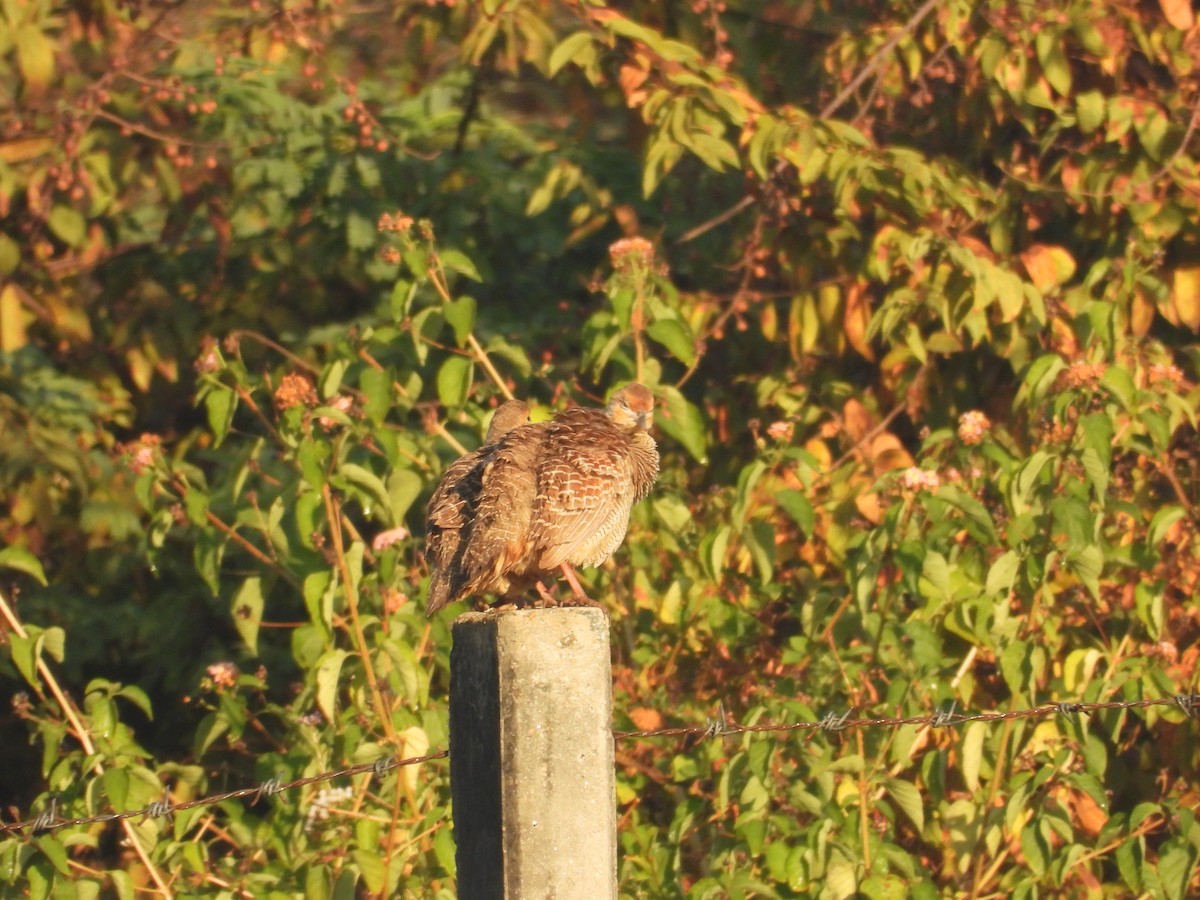Gray Francolin - ML646965043