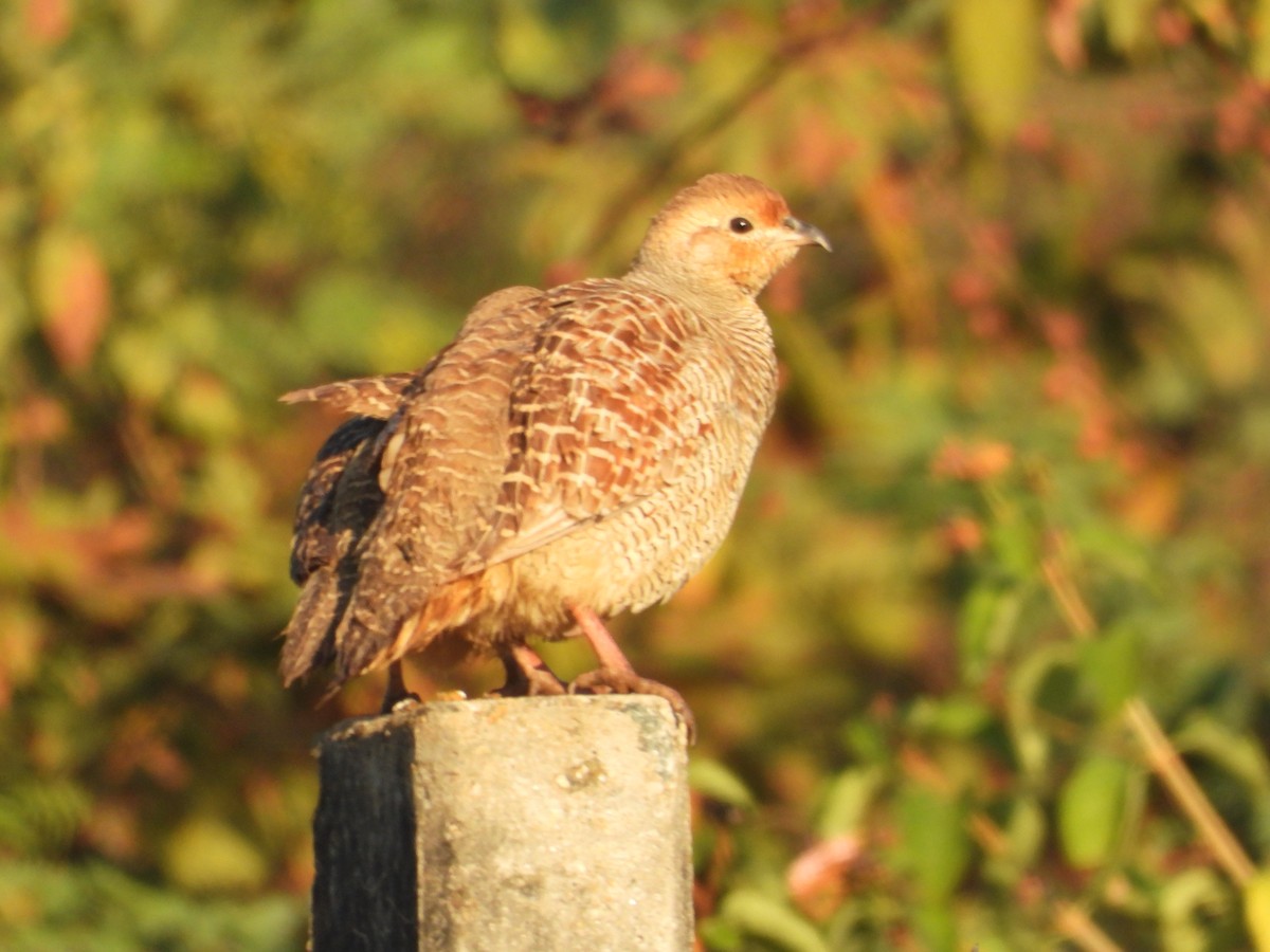 Gray Francolin - ML646965044