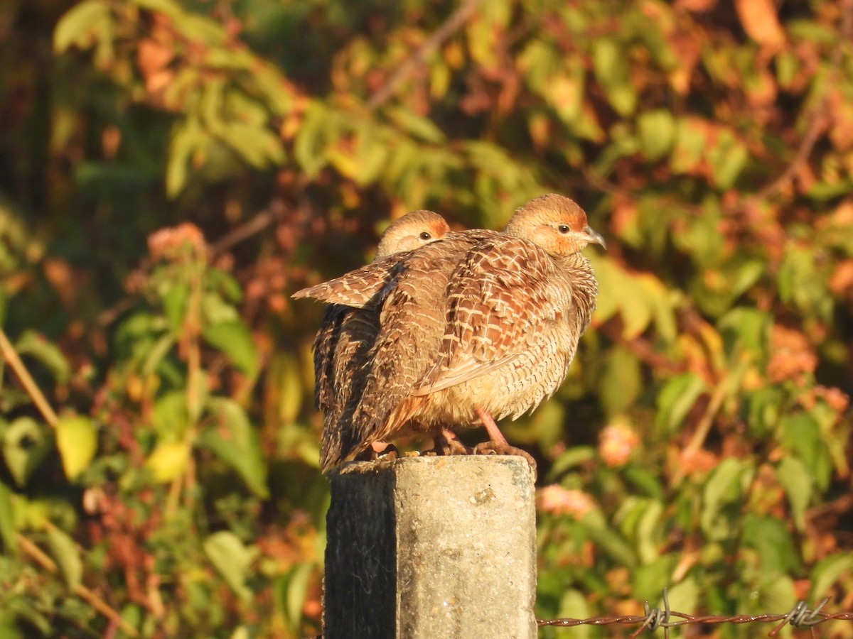 Gray Francolin - ML646965045