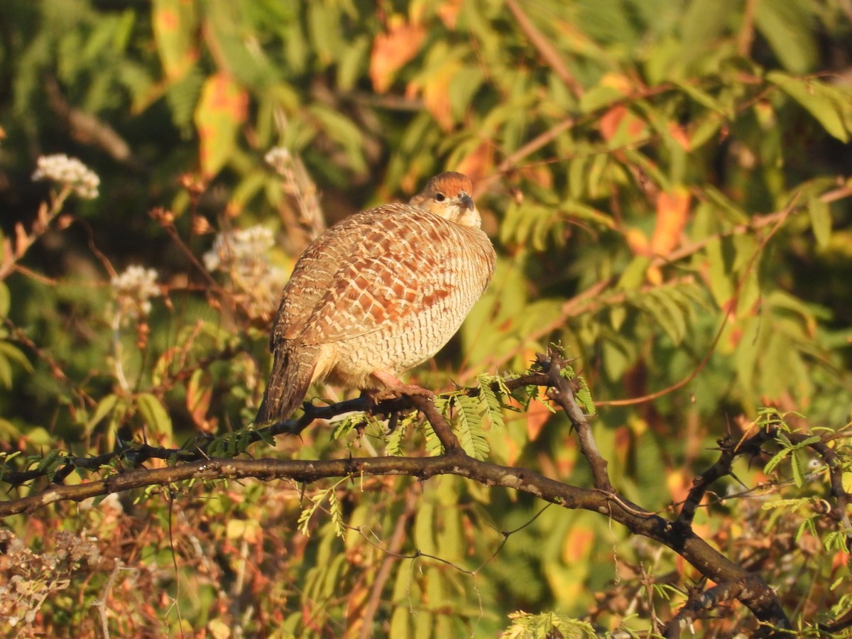 Gray Francolin - ML646965046