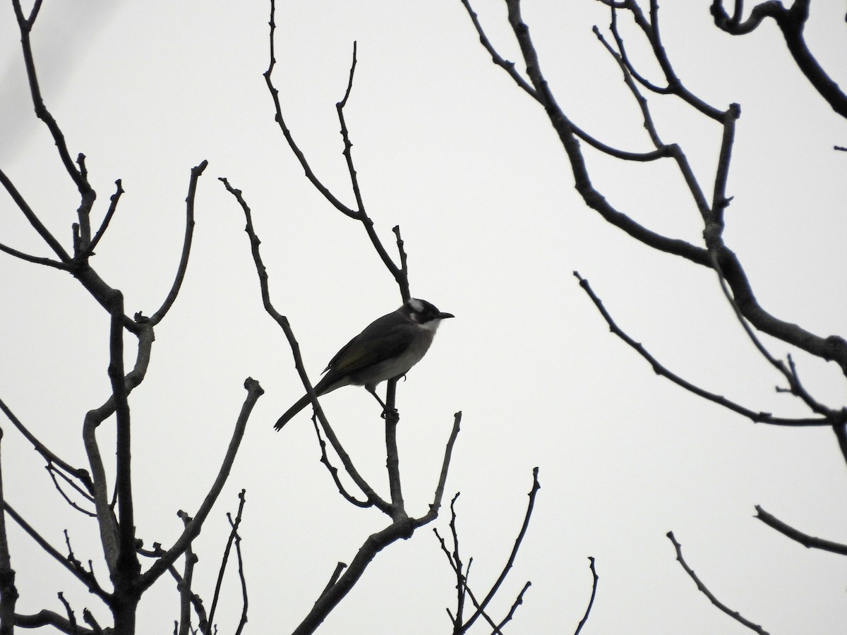 Нангиад бөлбөл - ML646965048