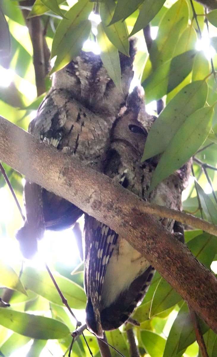 landsbyugle - ML646965049